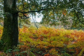 Farn in Herbstfarben im Wald in der Wahner Heide