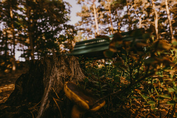 Green bench in the middle of the woods