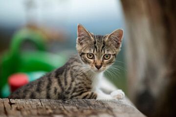 Tabby kitten explores the garden