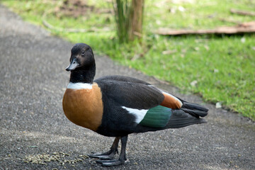 the Australian shelduck has a black head and wings a white stripe on its neck and a tan breast