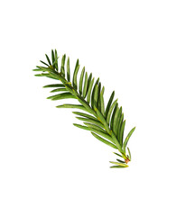 One small branch of yew isolated on white background