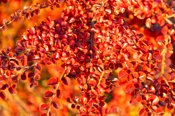 red color autumn leaves on branch. selective focus of red autumn leaves. autumn season with leaves.