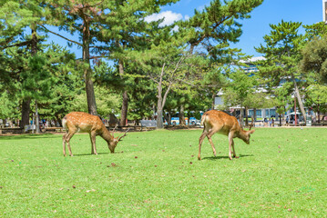 Naklejka na ściany i meble Nara no shika (Deer in Nara), National Natural Monument of Japan