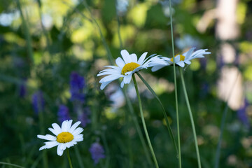 pretty yellow and white flowers and a green blurred background