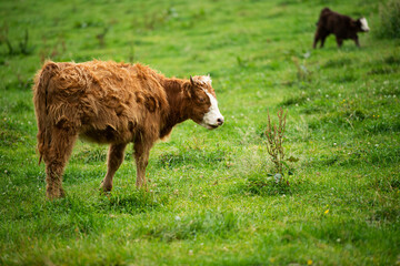 Young Scottish highland cattle on a pasture