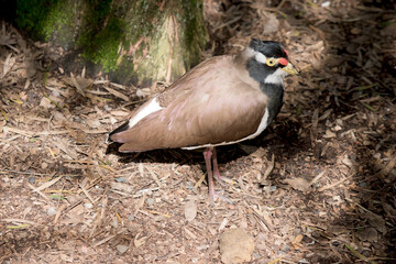 the banded lapwing has brown wings black face yellow beak and eye surrounds