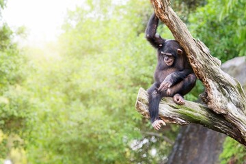 Chimpancé sentado en un árbol