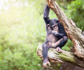 Chimpancé sentado en un árbol