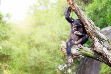 Chimpancé sentado en un árbol