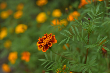 Blooming orange autumn flowers in the garden