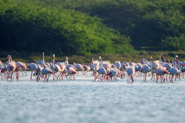 Group of wild greater flamingos or Phoenicopterus roseus