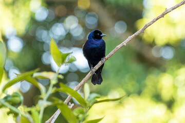 The Shiny Cowbird also Know as Chupim or Mirlo. All the beauty and the presence of the most typical black bird in Brazil. Species Molothrus bonariensis. Birdwatcher. Birding