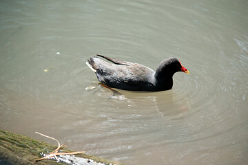 the dusky moorhen is swimming on the lake