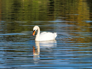 Fototapeta premium Mute Swan on the river at Chard in Somerset UK