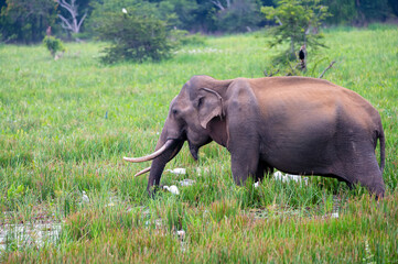 Naklejka na ściany i meble Asian tusker elephant or elephas maximus in wild jungle