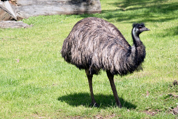 the Australian emu is walking across the park
