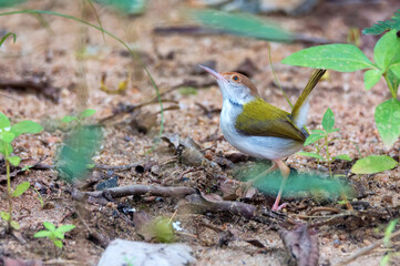 Common tailorbird or Orthotomus sutorius on the ground