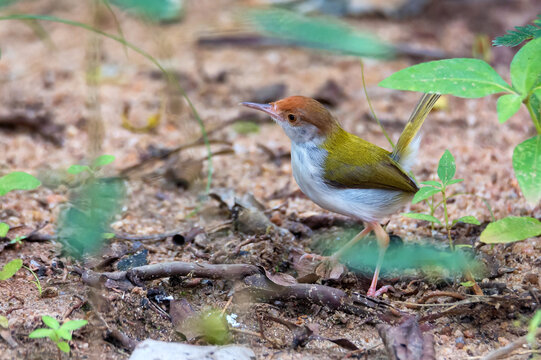 Common tailorbird or Orthotomus sutorius on the ground