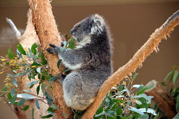 the koala is a grey marsupial with white fluffy ears that climbs trees
