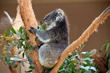 Fotobehang the koala is a grey marsupial with white fluffy ears that climbs trees © susan flashman