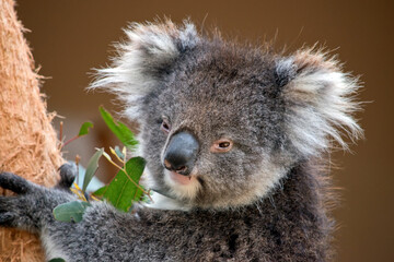 the koala is a grey marsupial with white fluffy ears and a large nose that climbs trees