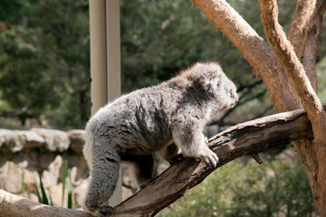 the koala is a grey marsupial with white fluffy ears and a large nose that climbs trees