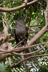 The lyre bird is a grey bird with a colorful tail sing in the tree