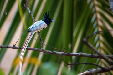 Indian paradise flycatcher or Terpsiphone paradisi perches on a branch