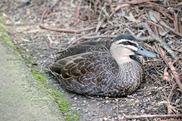 The face with its bold dark streaks against a pale background, is distinctive. The body colour ranges from brown to black with pale buff edges to the feathers