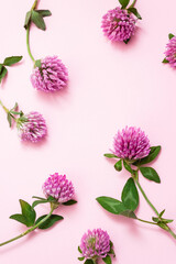 Flowers of Trifolium pratense on pink background. Red clover for treatment symptoms of menopause. Сoncept of nutritional supplements for women's health. Herbal stories templates for phone