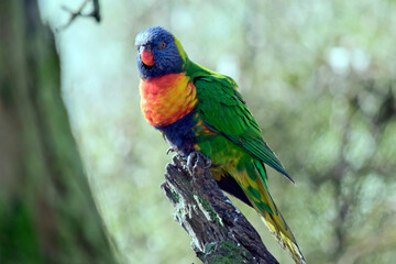 the rainbow lorikeet is a very colorful bird that makes a lovely house pet