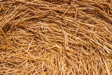 Background dry straw close-up, selective focus.