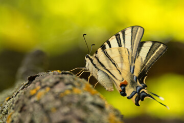 Scarce swallowtail or Iphiclides podalirius, also sail or pear-tree swallowtail