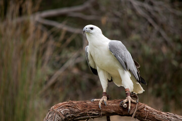 The White-bellied Sea-Eagle is the second largest raptor  found in Australia he is standing on a perch