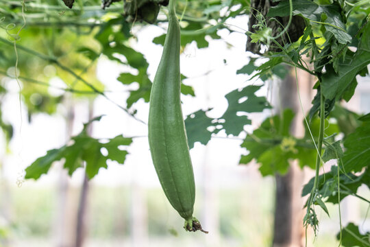 Gourd, Any Of The Hard-shelled Fruits Of Certain Members Of The Gourd Family