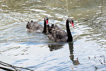 the black swans are swimming in the lake