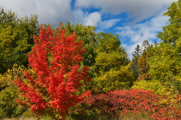 Single Maple tree with bright red leaves and Sumac with green forest in October Ontario Canada