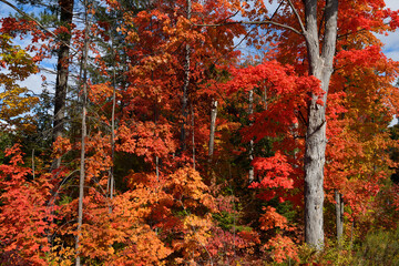 Red Maple leaves on trees in a sunny Autumn forest with blue sky in Canada