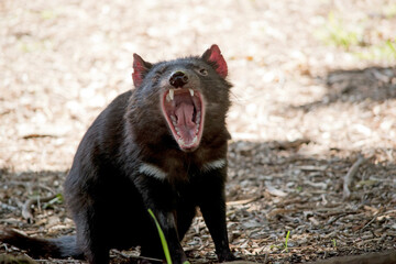 the tasmanian devi has sharp teeth for eating meat