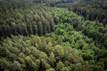 Obraz premium Drone aerial shot of green pine forests and spring birch groves with beautiful texture of golden treetops. Sunrise in springtime. Sun rays breaking through trees in mountains in golden time