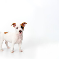 jack russell terrier puppy on a white background. banner. place for inscription