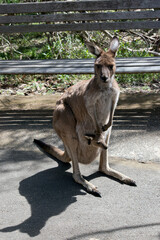the western grey kangaroo is light brown with a white chest