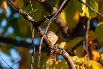 American Goldfinch in a tree
