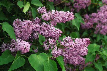 Lilac branch with purple flowers. Beautiful blooming nature.