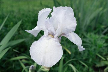 Beautiful flower of white Iris.