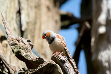 the zebra finch is perched on a log