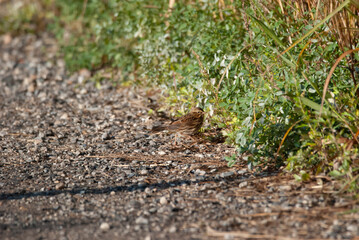 Savannah Sparrow foraging a path