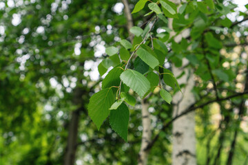 Birch tree branch on green trees background. Summer nature.