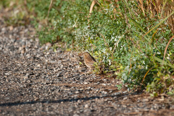 Savannah Sparrow foraging a path