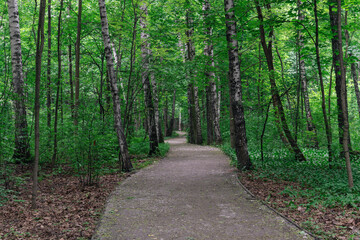 Beautiful summer landscape. Path through park with green deciduous trees.